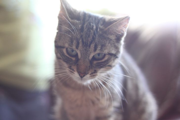 Wie erkennt eine Katze, dass ihr Besitzer nach Hause kommt? Katze