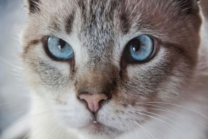 Wie Katzen reagieren, wenn sie geküsst werden: Worauf Sie achten müssen Katze