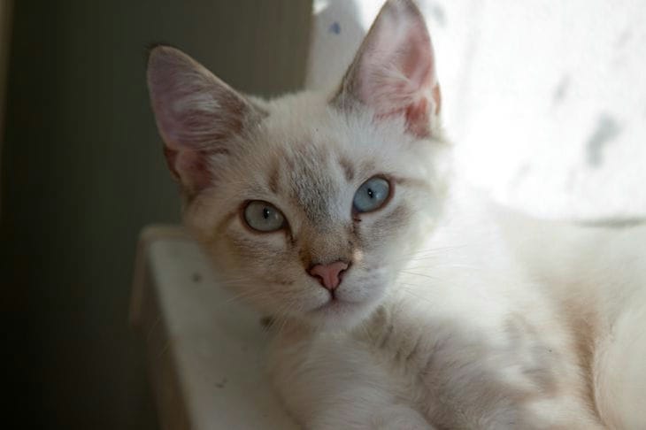 Wie lange erinnern sich Katzen an ihre Besitzer: Können sie es ihnen verübeln, wenn sie ihnen gegenüber aggressiv sind? Katze