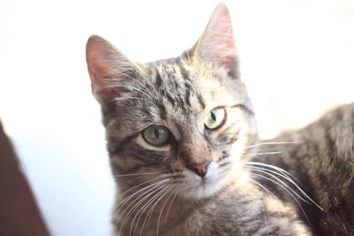 Wie man einer Katze Befehle beibringt: Sitzen, Pfote geben, zu mir kommen, sich hinlegen, sprechen – Schritt-für-Schritt-Anleitung Katze