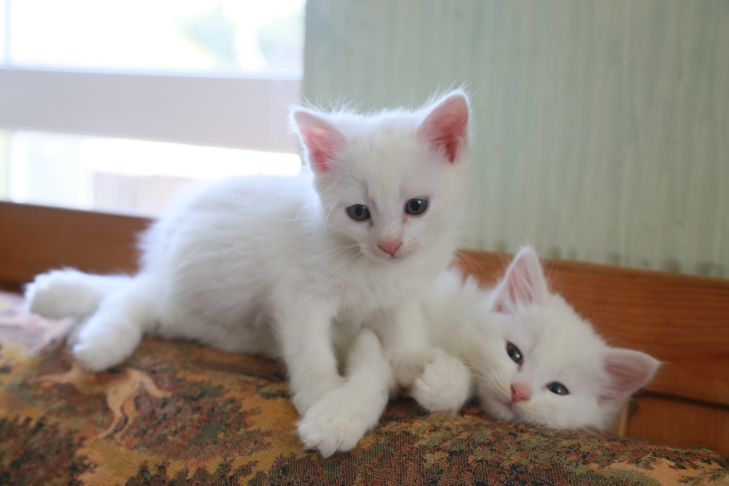 So verhindern Sie, dass eine Katze Futter stiehlt Katze