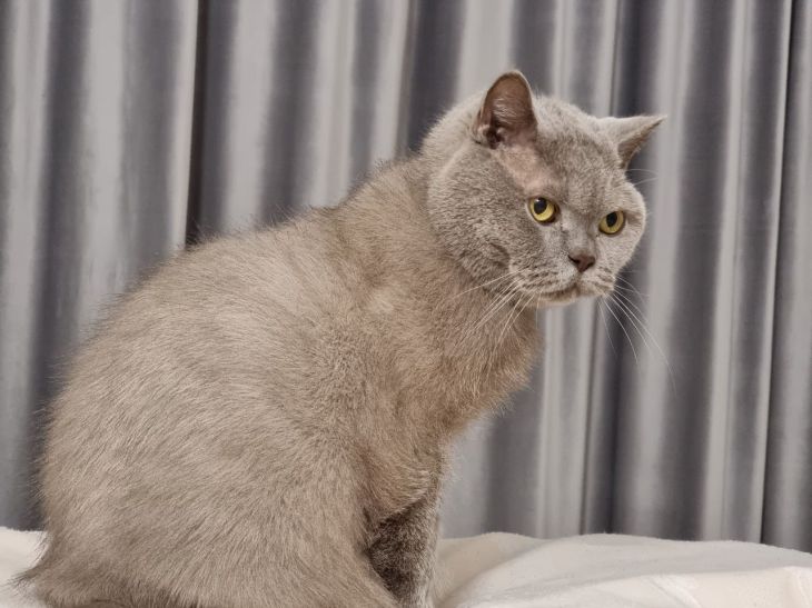 Pflege einer britischen Katze: Wie oft sollte man eine britische Katze kämmen – ein paar Tipps für Tierbesitzer vergießen