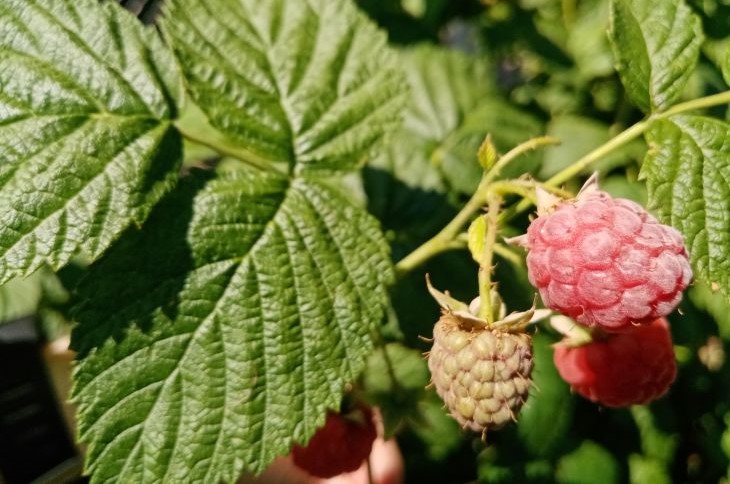 Himbeeren