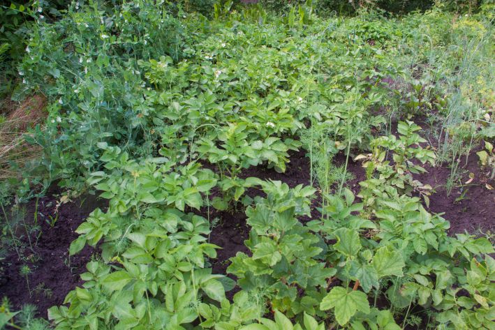 Was man beim Kartoffelpflanzen in das Loch stecken sollte: 5 beste Optionen Garten