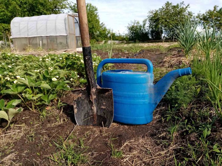 So bauen Sie großen Meerrettich auf Ihrem eigenen Grundstück an: die Pflanzmethode, die alle erfahrenen Sommerbewohner anwenden Garten