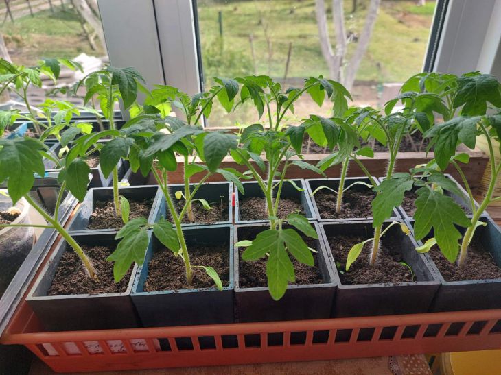 Warum sich Blätter von Tomatensämlingen kräuseln und austrocknen: Gründe, die nicht jeder kennt Pflanzen