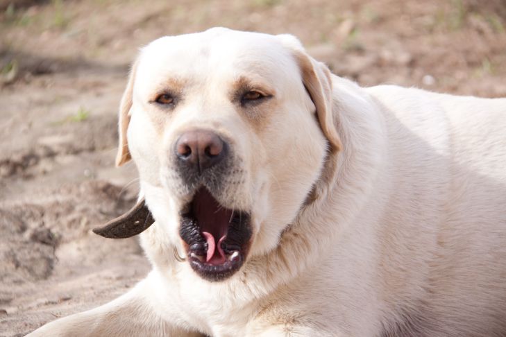 Warum Hunde als die freundlichsten gelten: Die fünf besten Rassen Hund