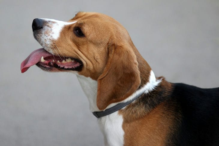 8 Hunderassen, die gut mit Katzen auskommen Hund