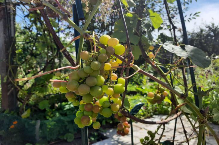 Ein gefährlicher Nachbar, der Ihnen die Ernte vorenthält: Was Sie auf keinen Fall in der Nähe von Weintrauben pflanzen sollten Traube