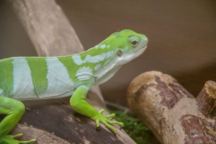 Schlange, Schildkröte oder Eidechse: Welches Reptil ist besser zu bekommen – Tipps für einen unerfahrenen Besitzer Eidechse