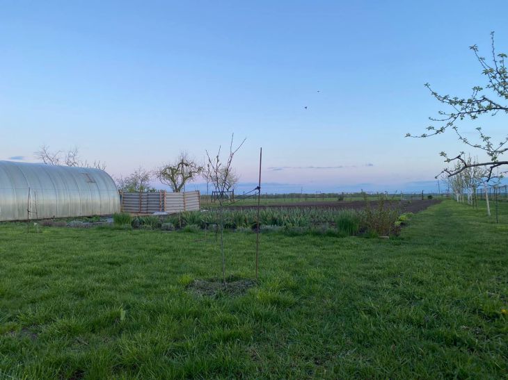 Blattläuse und 3 weitere der gefährlichsten Gartenschädlinge, die Knospen schädigen: Schutzmittel Handlung