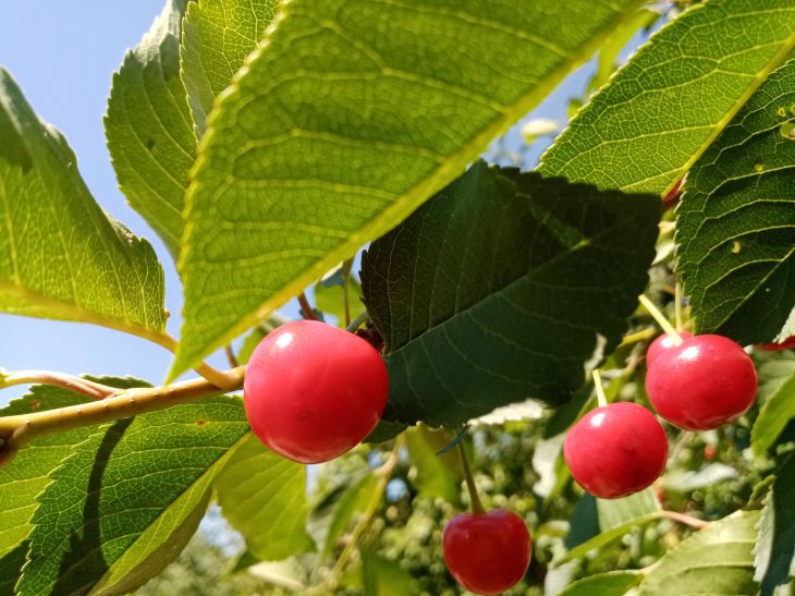 Warum Kirschen im Frühling austrocknen: Tipps von erfahrenen Sommerbewohnern zur Rettung von Bäumen Fröhlich