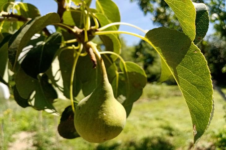 Wo kann man auf der Baustelle am besten eine Birne pflanzen: Tipps und Empfehlungen Baum