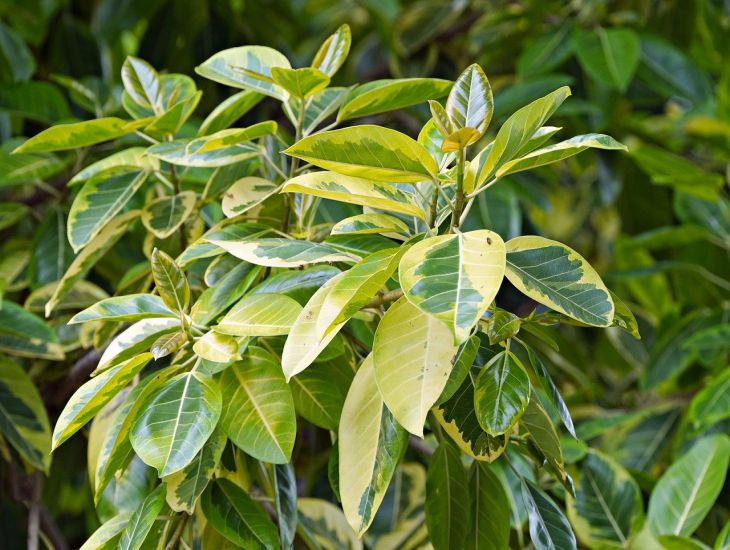 „Es beginnt, Blätter zu produzieren“: Wie man Benjamins Ficus füttert – 1 Löffel des Produkts hilft Blätter