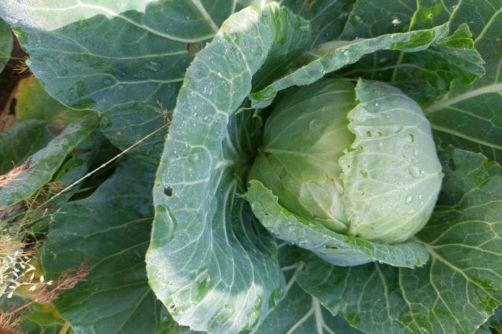 Dies muss immer pünktlich erfolgen: Gärtner erklärten, wie man Kohl anbaut, damit die Kohlköpfe nicht platzen Kohl