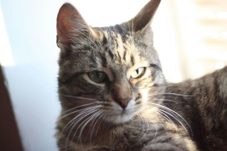Warum leckt eine Katze die Luft, wenn ihr Rücken gekratzt ist: 5 Gründe Katze
