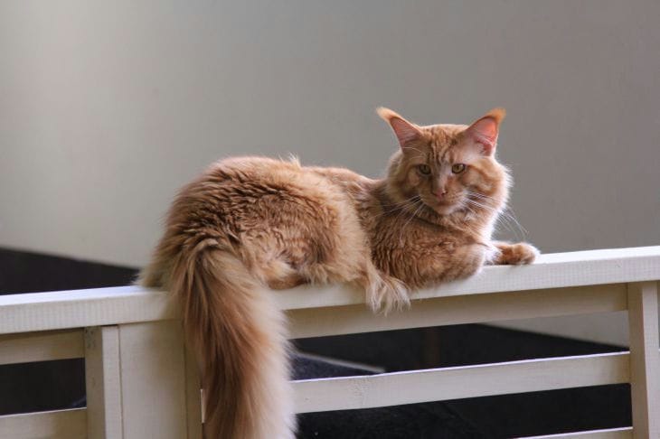 Die Katze schläft in der Nähe: Gründe für die Nähe Katze