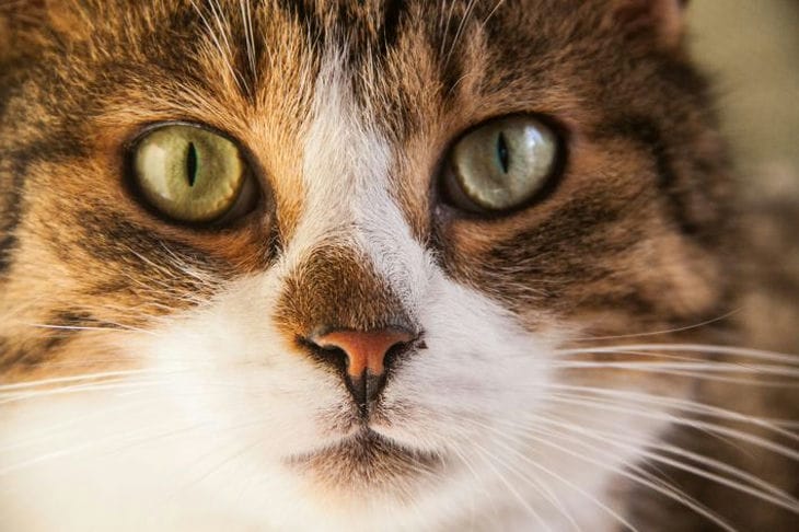 Wie man einer Katze Befehle beibringt: Sitzen, Pfote geben, zu mir kommen, sich hinlegen, Stimme. Schritt-für-Schritt-Anleitung Katze