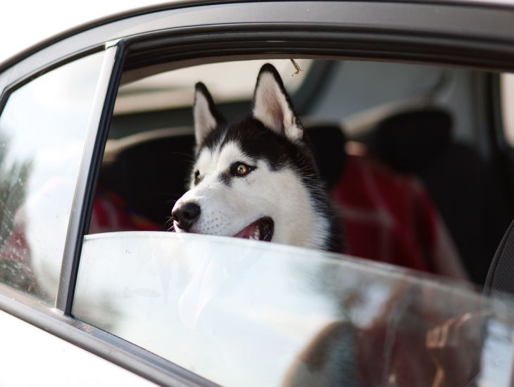 Hundetrainer: Ein paar Minuten im geschlossenen Auto bei Hitze können einen Hund das Leben kosten Hund