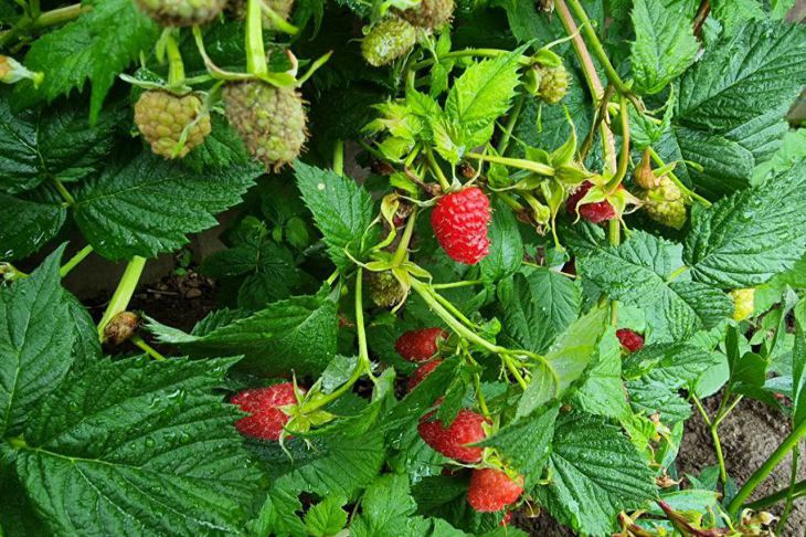 Was man Himbeeren auf keinen Fall verfüttern sollte: ein häufiger Fehler von Sommerbewohnern Himbeere