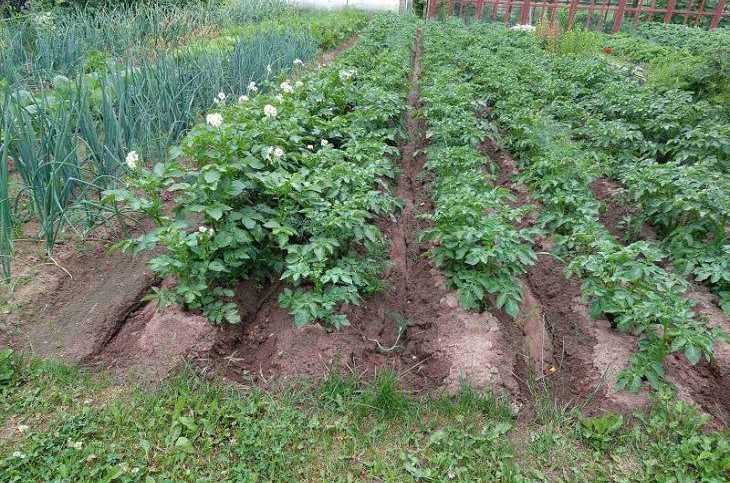 Biologe: Gartenarbeit bedroht Diabetiker Gemüsegarten