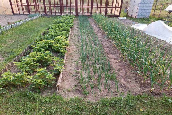 Wie man Unkraut effektiv bekämpft: wichtig für Gärtner Garten