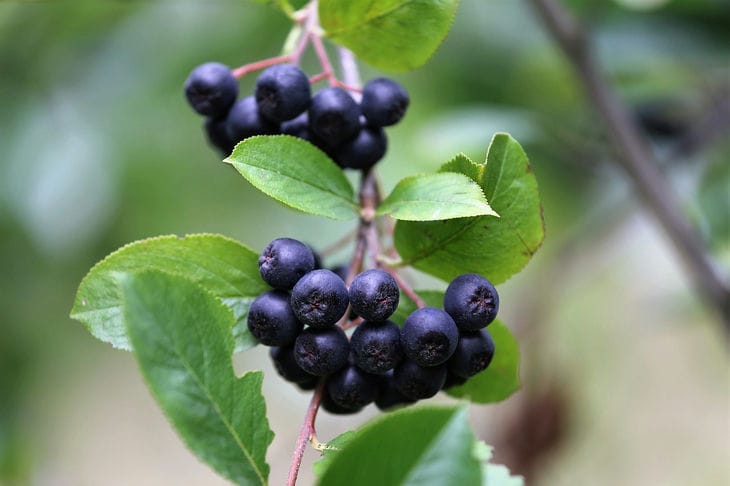 Warum Sie Aronia zu Ihrer Ernährung hinzufügen müssen: 5 Gründe Eberesche