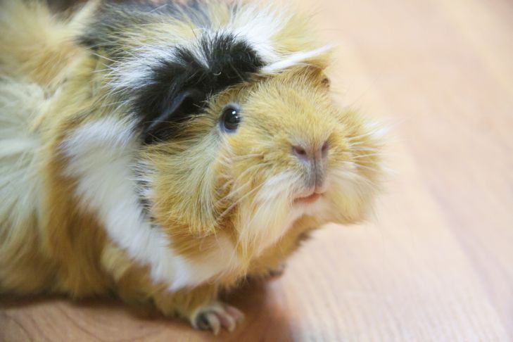Warum beißt ein Meerschweinchen: So stoppen Sie die Aggression Ihres Haustieres Schweinchen
