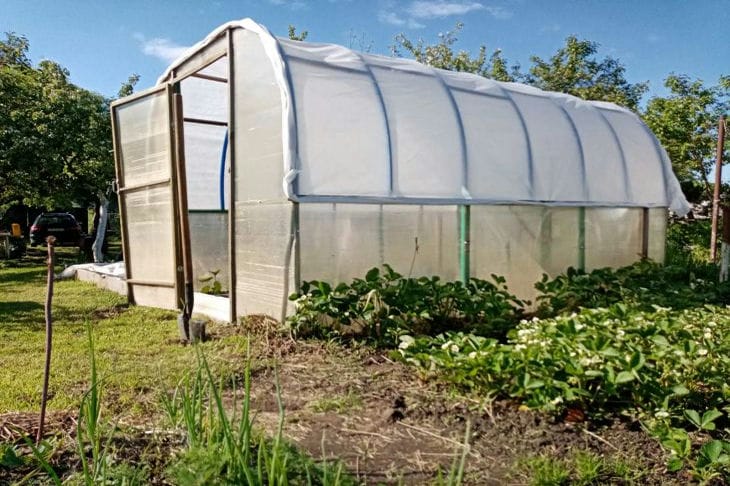 So vermeiden Sie, dass Tomaten im Gewächshaus knacken: Beachten Sie wichtige Regeln Gewächshaus