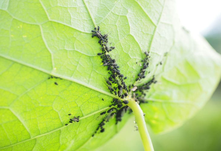Blattläuse für die ganze Saison loswerden: Sie brauchen nur ein einfaches Mittel – Ratschläge von erfahrenen Sommerbewohnern Blattlaus