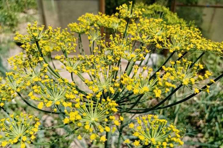 Leuchtend grüner und saftiger Dill: Für ein kräftiges Wachstum müssen Sie bei der Pflege nur ein Geheimnis beachten Dill