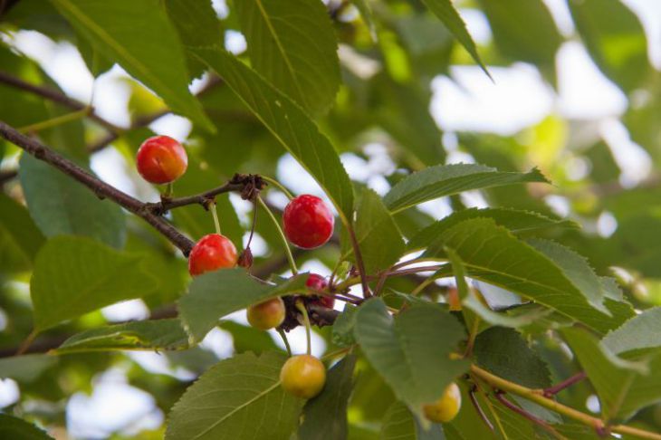 Wie man Vögel von Kirschen und Himbeeren verscheucht: Dieser Trick wird jeden überraschen Beeren