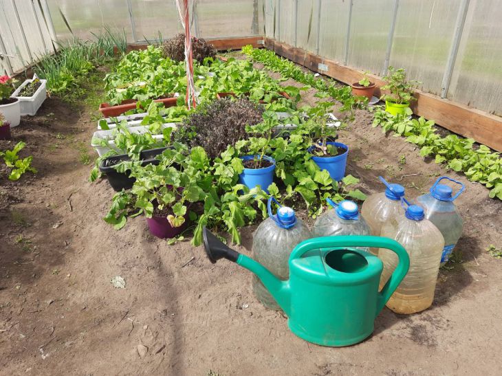 Fermentierter Tee ist ein Wundernahrungsmittel für den Garten: ein einfaches Rezept Gewächshaus
