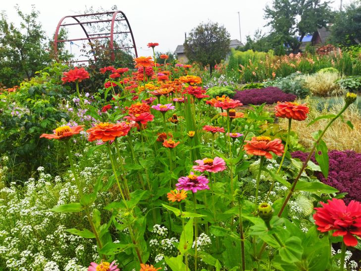 „Blumengarten nach einem Hurrikan“: Wie man ihn wiederbelebt – Tipps, um Sommerbewohnern zu helfen Blumen