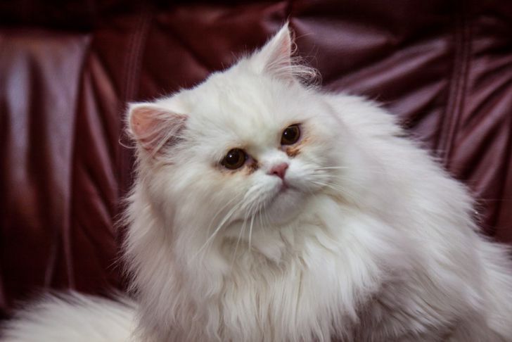 Vermisst eine Katze ihre Kätzchen: Felinologen geben die Antwort Katze