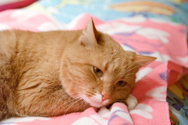 Wovor haben Hauskatzen am meisten Angst? Katzen