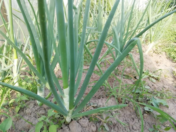 Es wird doppelt so viel Zwiebel geben: Geben Sie diesen Dünger unbedingt im Juni aus Zwiebel