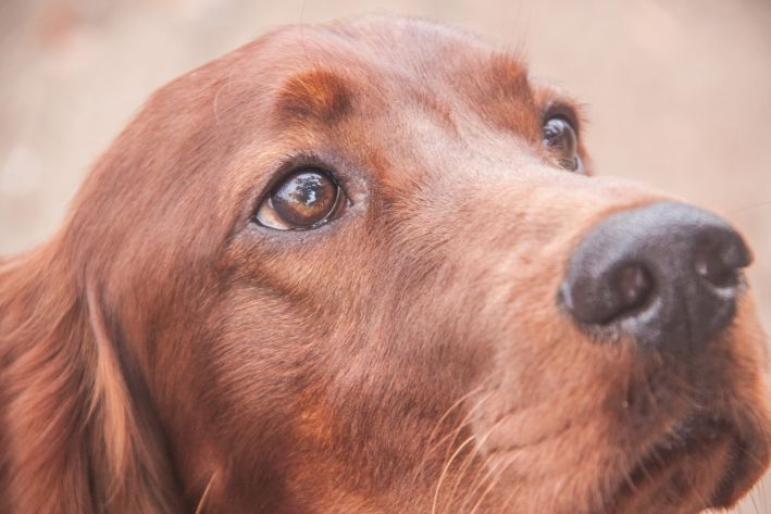 Der Hundetrainer erklärte, wie man einen Hund auf einen Ausflug vorbereitet Hund