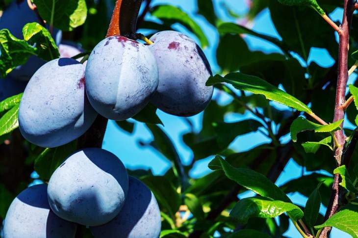 Welche Pflaume ist ideal für den Garten: Sie beschert Ihnen eine reiche Ernte, um die Sie Ihre Nachbarn beneiden werden Pflaume