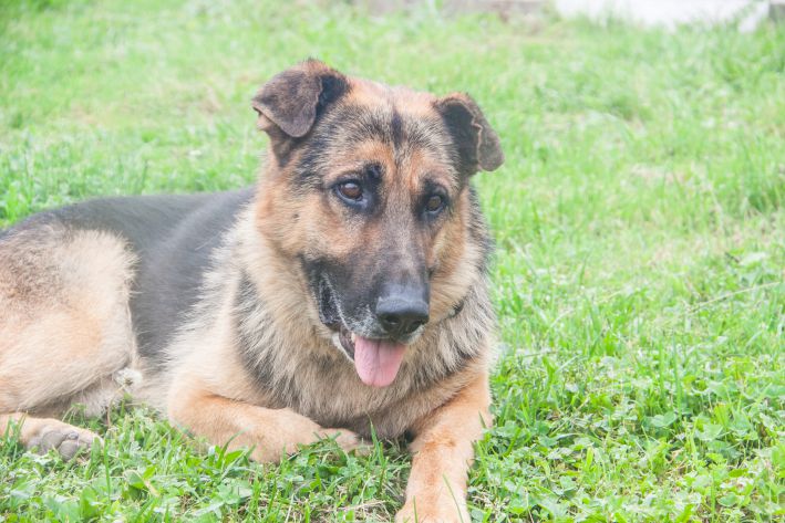 Warum frisst ein Hund Gras: Ist das gefährlich für das Tier? Hund