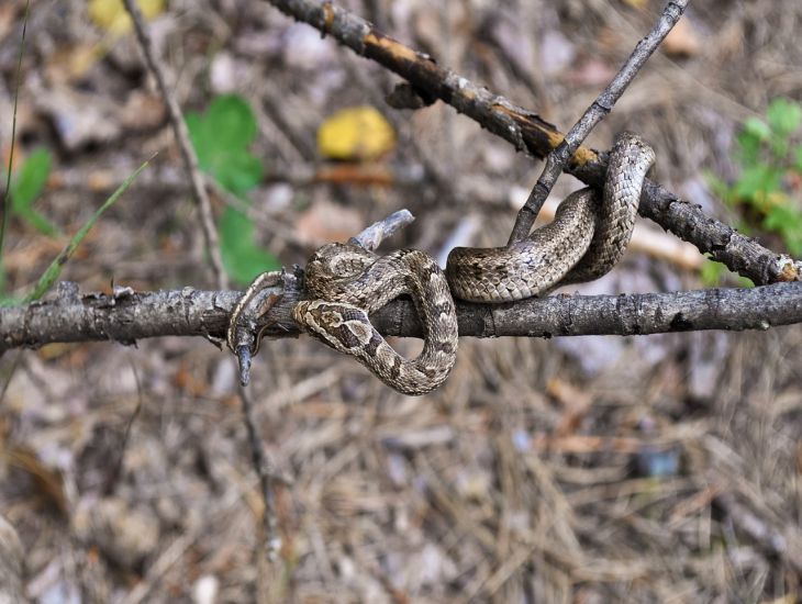 Tierärzte aus der Region Moskau retteten einen Hund, nachdem er von einer Viper gebissen worden war Schlange