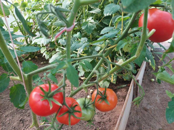 100 Gramm pro Eimer Wasser – Tomaten tragen im Wettlauf Früchte: Wunderfütterung Tomaten