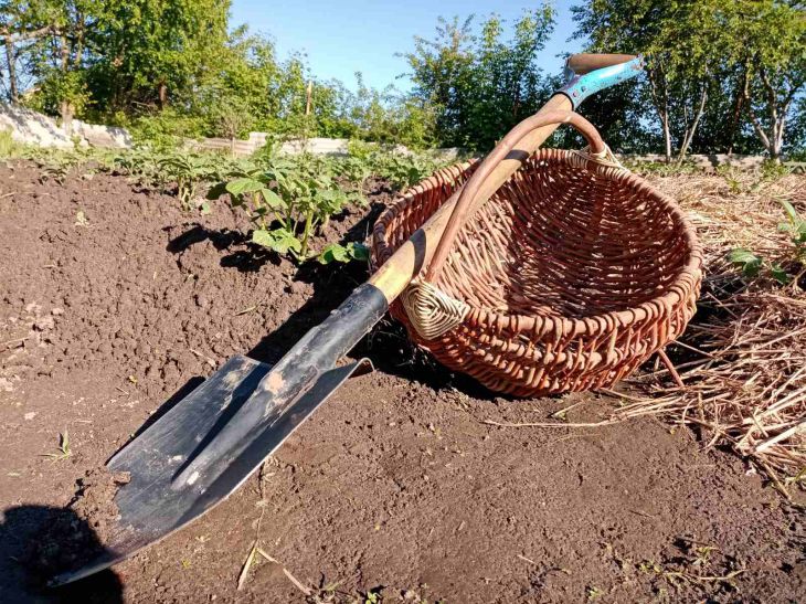 Wiederholen Sie nicht die Fehler anderer Sommerbewohner: Hier sind die Anzeichen dafür, dass Sie Kartoffeln ausgraben müssen Schaufel