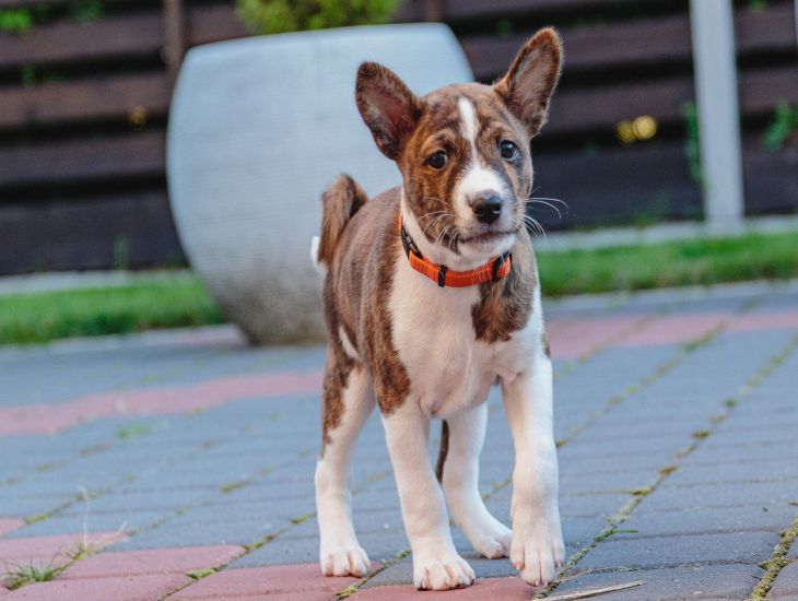 3 Hunderassen, die wie Katzen aussehen Hund