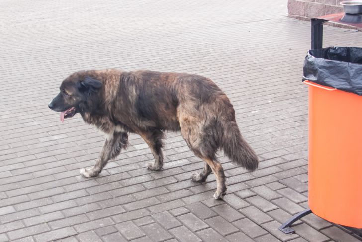 Am 15. Juli tritt die Genehmigung zum Töten streunender Tiere in Kolyma in Kraft wandern
