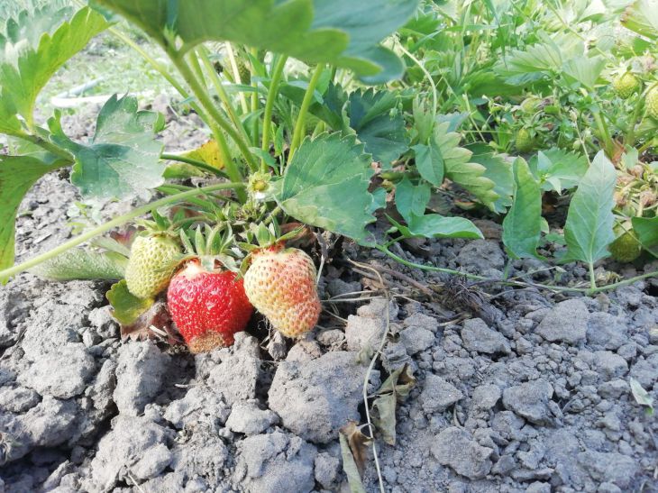 Warum Erdbeeren sauer wurden: Diese Fehler machen 90 % der Sommerbewohner Erdbeere