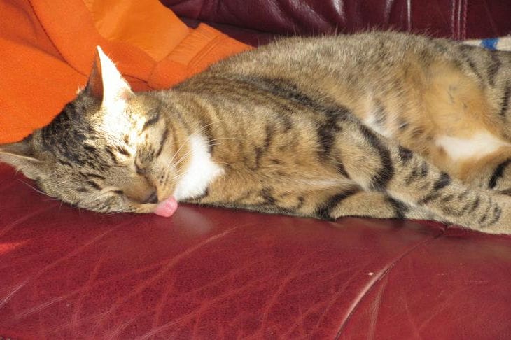 Warum Katzen von Minze high werden: Das Geheimnis des Katzenverhaltens enthüllen Katze