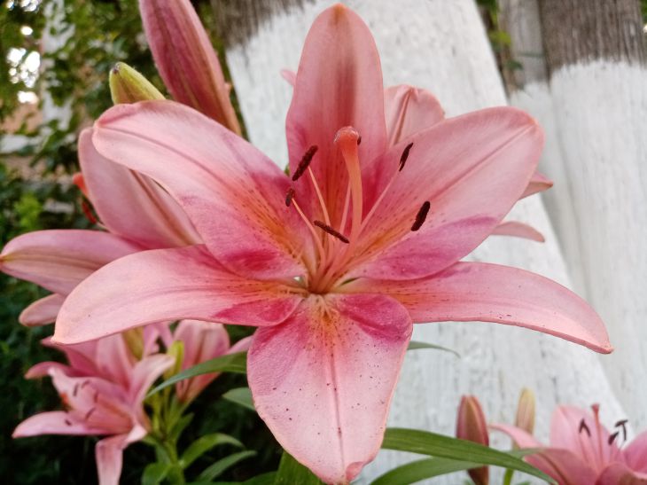Warum fallen Lilienknospen ab? Finden Sie den Grund heraus, bevor die Blüten sterben Lilien