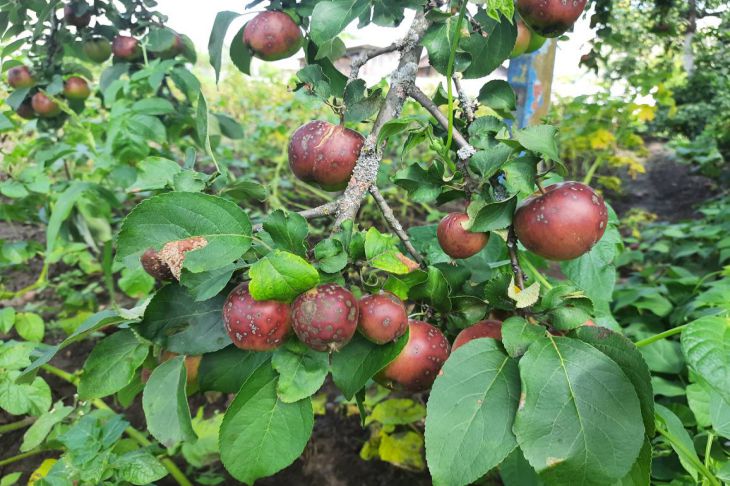 Sind Flechten für Obstbäume gefährlich? Lassen Sie uns herausfinden, ob es sich lohnt, dagegen anzukämpfen Flechte
