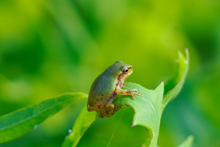 10 kleinste Tiere der Welt: Ihre Größe wird viele überraschen Frosch